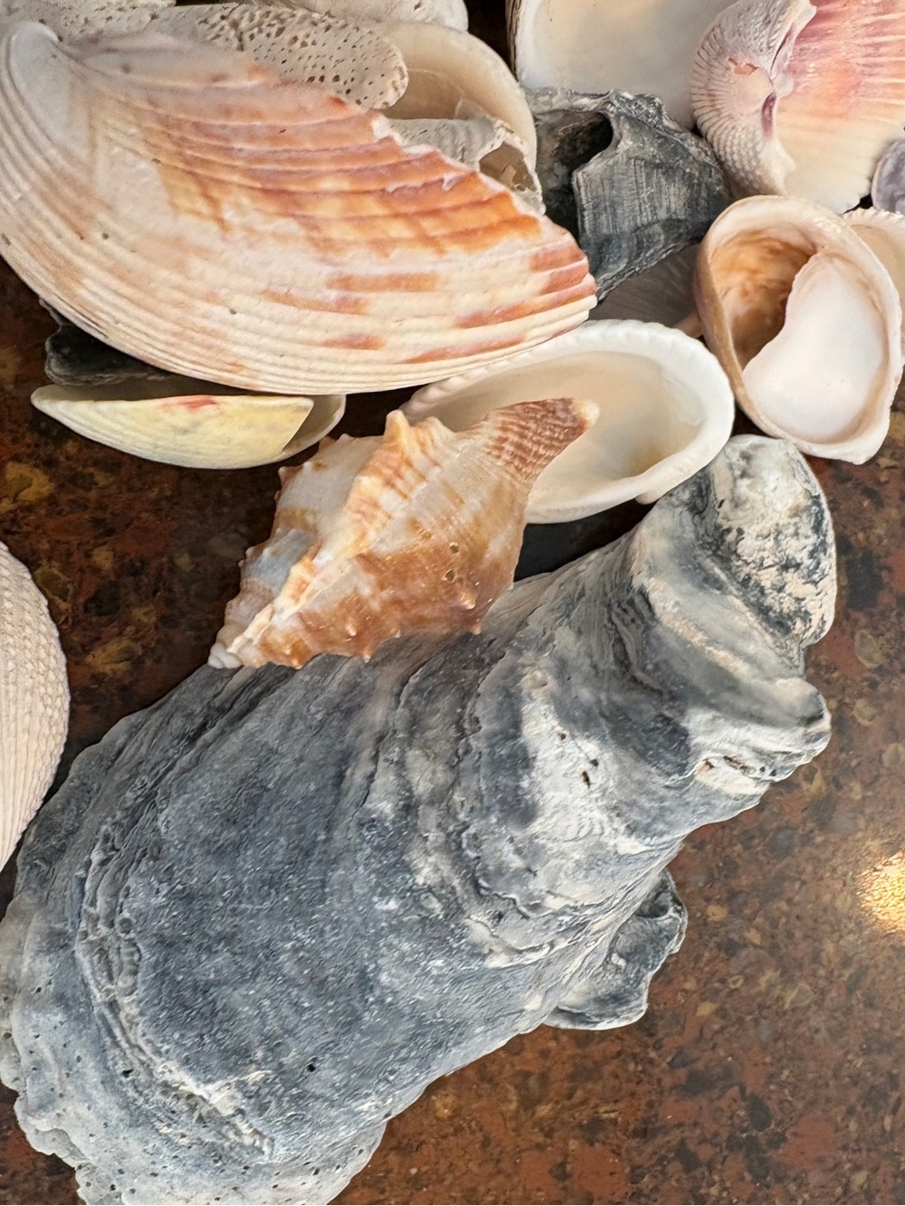 SHELLS Natural Mixed Sea Shells Decorative Accent - Cream & Pink - Picture 4 of 4